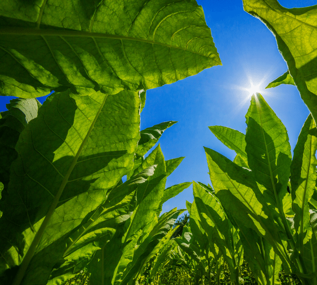 Tobacco Fertilizer Haifa Group